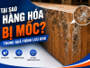 Tại Sao Hàng Hóa Bị Mốc Trong Quá Trình Lưu Kho? 5 Nguyên Nhân Doanh Nghiệp Thường Bỏ Qua