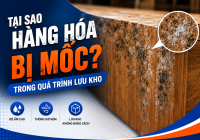 Tại Sao Hàng Hóa Bị Mốc Trong Quá Trình Lưu Kho? 5 Nguyên Nhân Doanh Nghiệp Thường Bỏ Qua